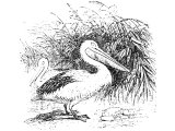 Pelican (Pelecanus onocrotalus), Heb. QATh Lev.11.18, Deut.14.17, Ps.102.6, Is.34.11, Zeph.2.14